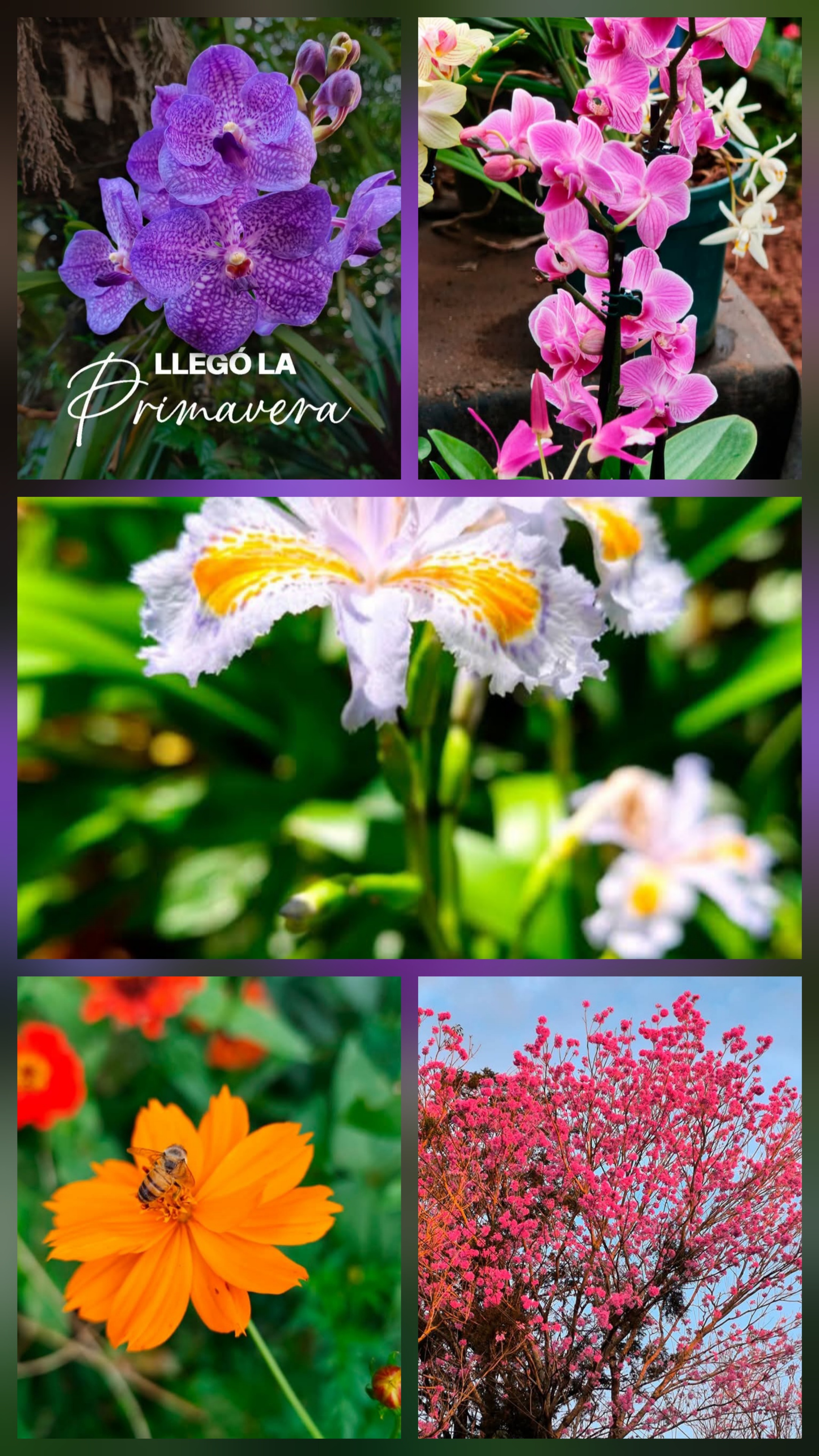 Misiones florece con la primavera y su turismo